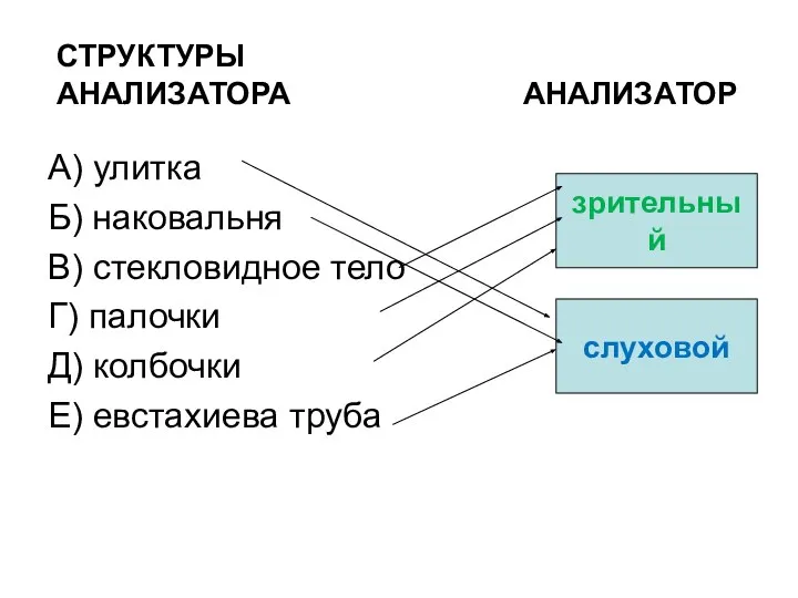 СТРУКТУРЫ АНАЛИЗАТОРА АНАЛИЗАТОР А) улитка Б) наковальня В) стекловидное тело Г)