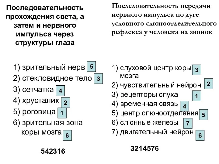 Последовательность прохождения света, а затем и нервного импульса через структуры глаза