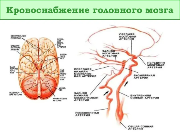 Кровоснабжение головного мозга