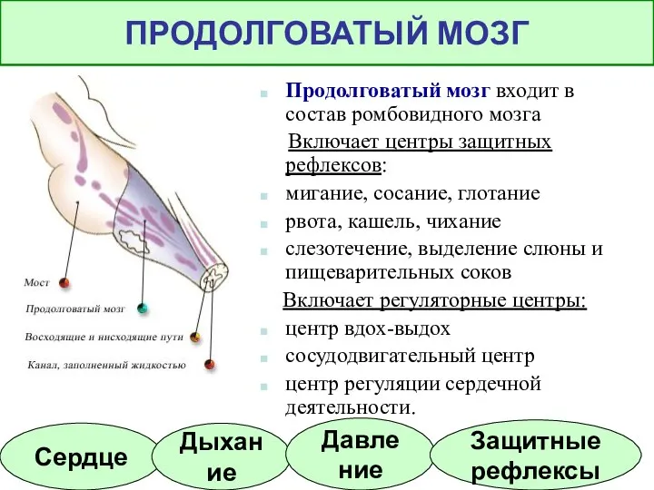 Продолговатый мозг входит в состав ромбовидного мозга Включает центры защитных рефлексов: