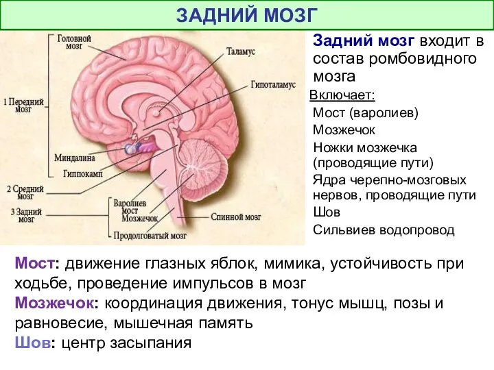 Задний мозг входит в состав ромбовидного мозга Включает: Мост (варолиев) Мозжечок