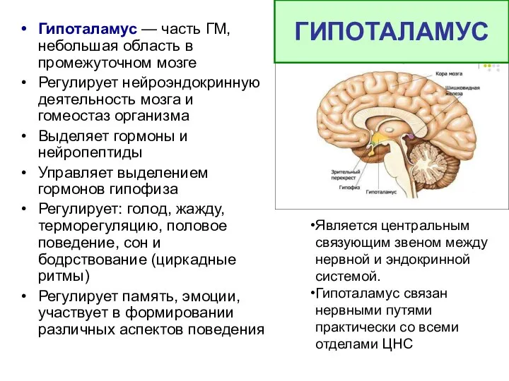 Гипоталамус — часть ГМ, небольшая область в промежуточном мозге Регулирует нейроэндокринную