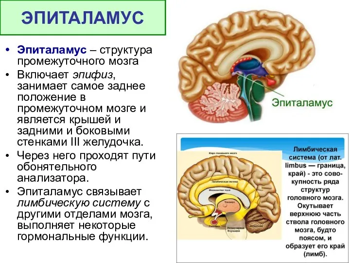 Эпиталамус – структура промежуточного мозга Включает эпифиз, занимает самое заднее положение