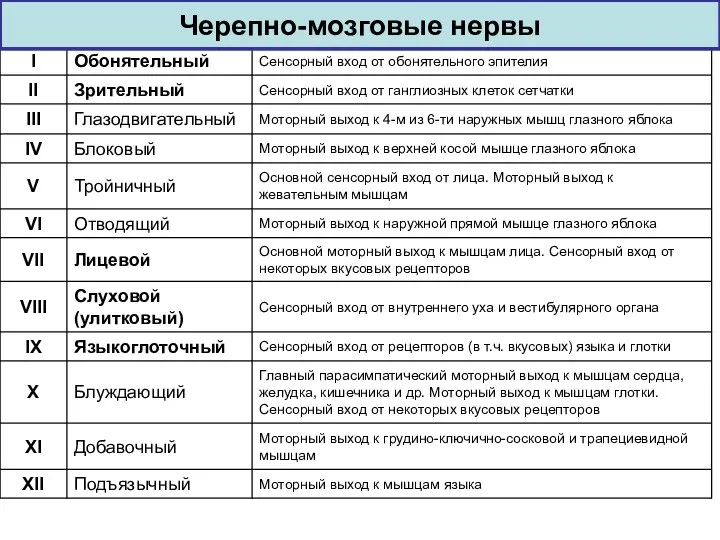 Черепно-мозговые нервы