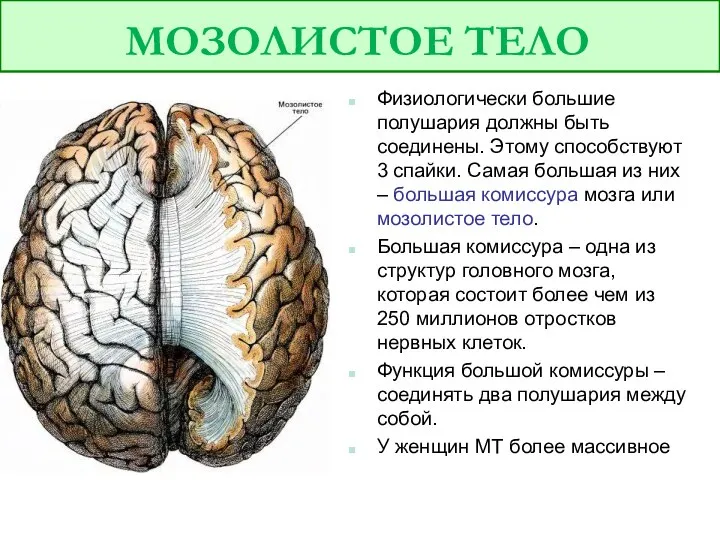 Физиологически большие полушария должны быть соединены. Этому способствуют 3 спайки. Самая