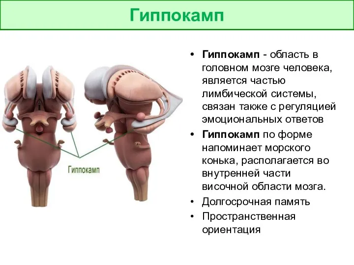 ГИППОКАМП Гиппокамп - область в головном мозге человека, является частью лимбической