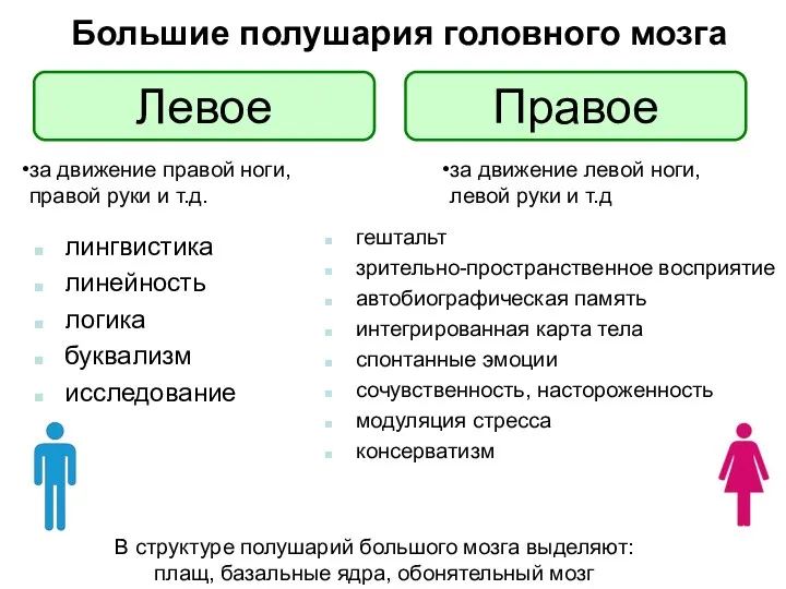 Большие полушария головного мозга за движение правой ноги, правой руки и