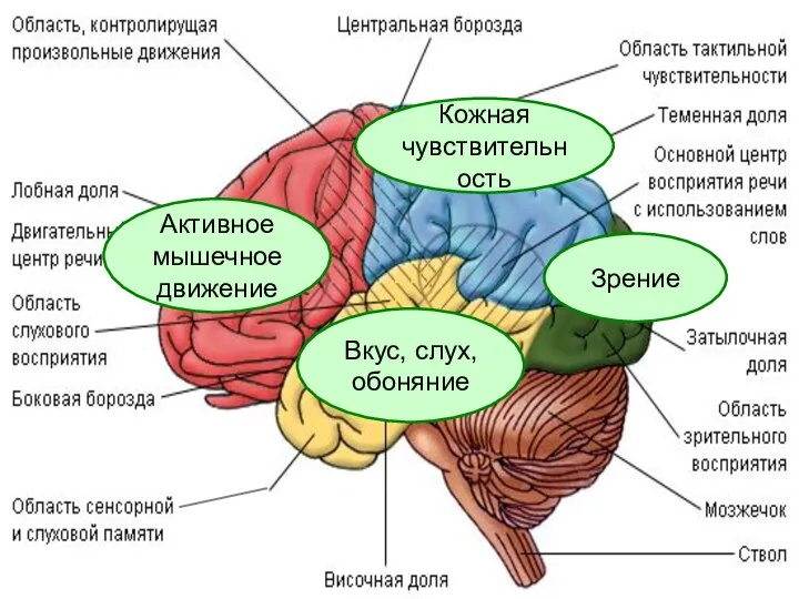 Активное мышечное движение Кожная чувствительность Зрение Вкус, слух, обоняние