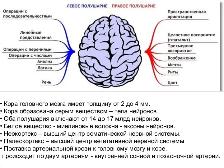 Кора головного мозга имеет толщину от 2 до 4 мм. Кора