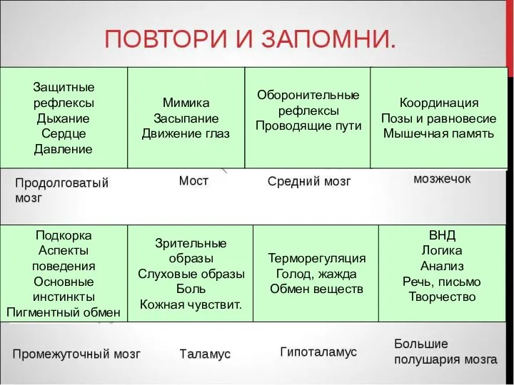 Защитные рефлексы Дыхание Сердце Давление Мимика Засыпание Движение глаз Оборонительные рефлексы