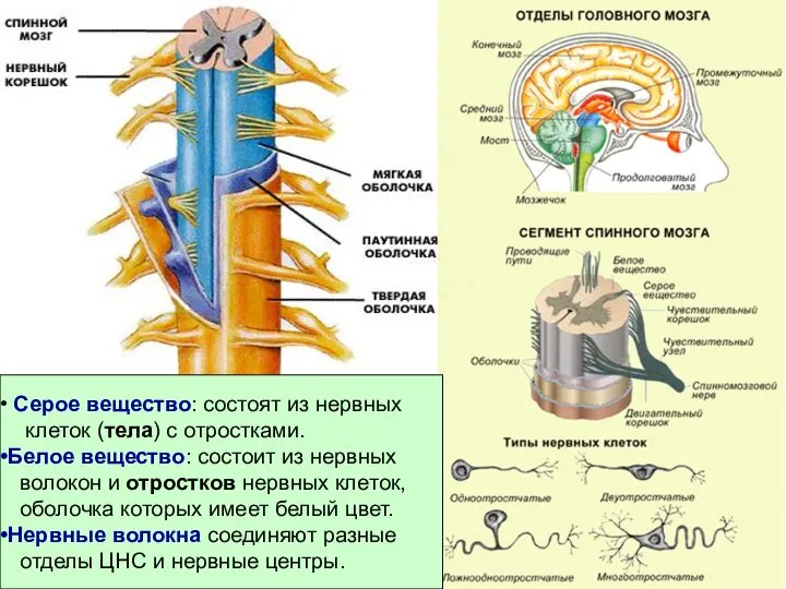 Серое вещество: состоят из нервных клеток (тела) с отростками. Белое вещество: