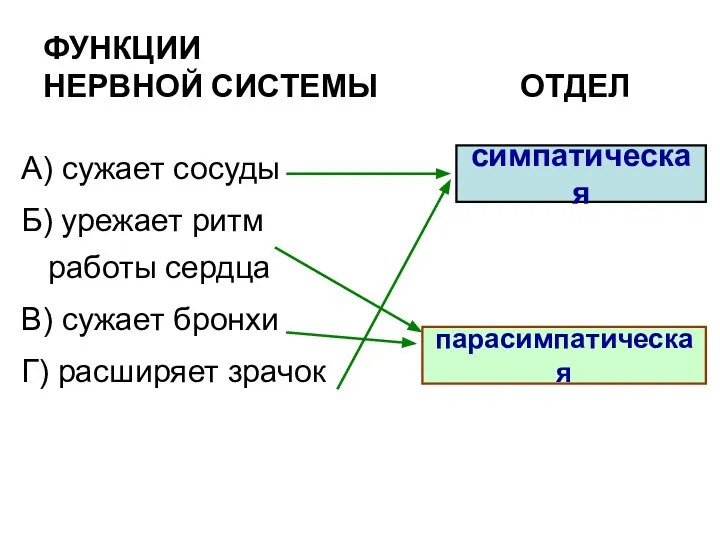 ФУНКЦИИ НЕРВНОЙ СИСТЕМЫ ОТДЕЛ А) сужает сосуды Б) урежает ритм работы