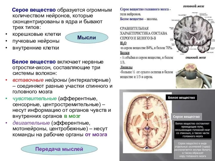 Серое вещество образуется огромным количеством нейронов, которые сконцентрированы в ядра и