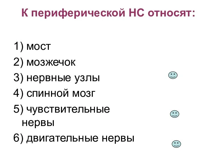 К периферической НС относят: 1) мост 2) мозжечок 3) нервные узлы