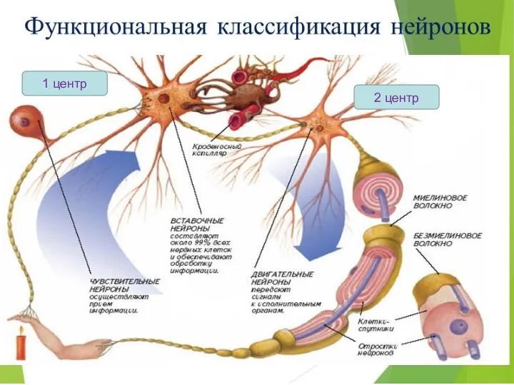 1 центр 2 центр