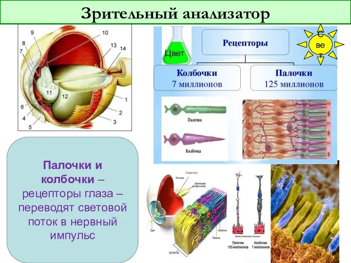 Свет Цвет Зрительный анализатор Палочки и колбочки – рецепторы глаза –