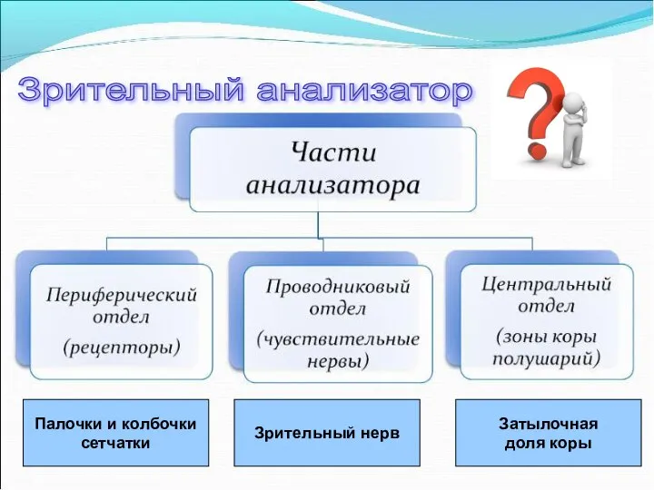 Зрительный анализатор Палочки и колбочки сетчатки Зрительный нерв Затылочная доля коры