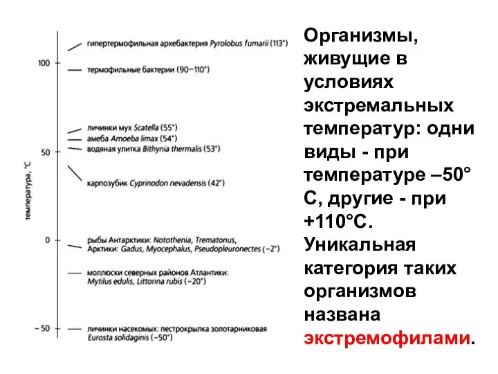 Организмы, живущие в условиях экстремальных температур: одни виды - при температуре