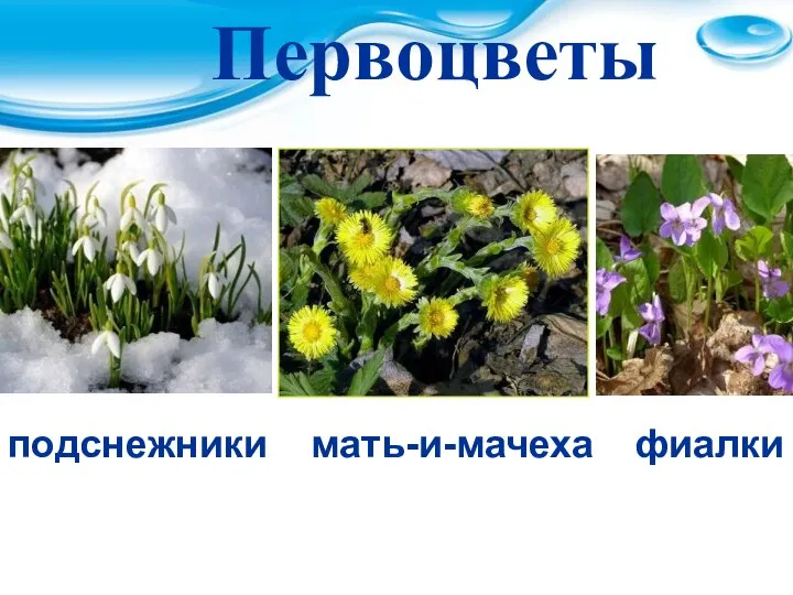 Первоцветы Первоцветы подснежники мать-и-мачеха фиалки