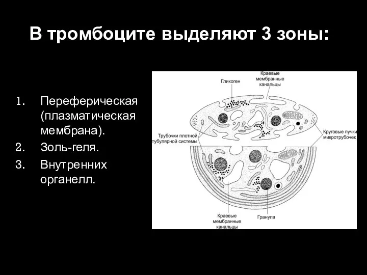 В тромбоците выделяют 3 зоны: Переферическая (плазматическая мембрана). Золь-геля. Внутренних органелл.