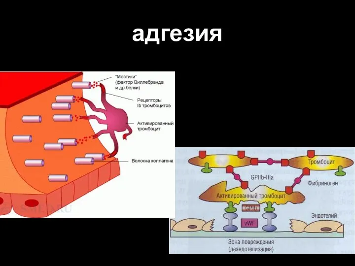 адгезия