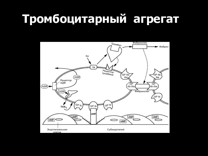 Тромбоцитарный агрегат