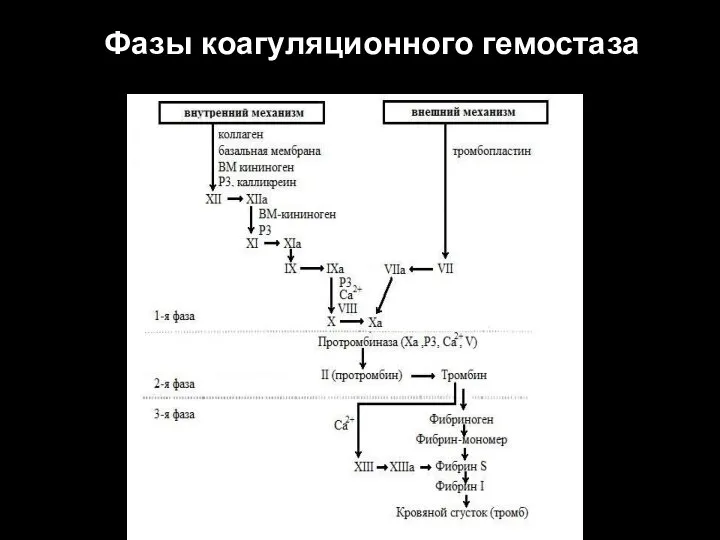 Фазы коагуляционного гемостаза