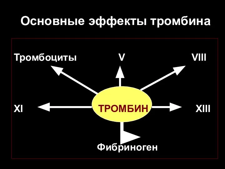 Основные эффекты тромбина Тромбоциты V VIII XI ТРОМБИН XIII Фибриноген