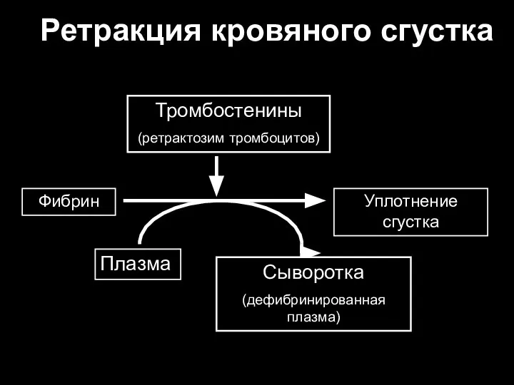 Ретракция кровяного сгустка Фибрин Уплотнение сгустка Тромбостенины (ретрактозим тромбоцитов) Сыворотка (дефибринированная плазма) Плазма