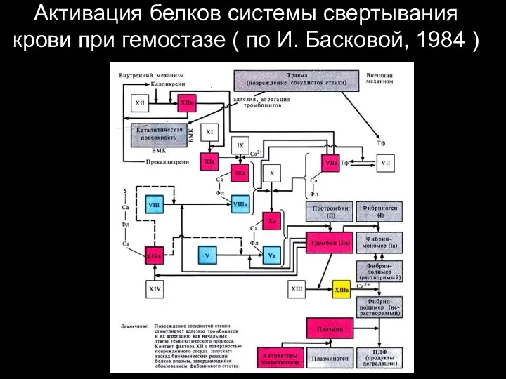 Активация белков системы свертывания крови при гемостазе ( по И. Басковой, 1984 )