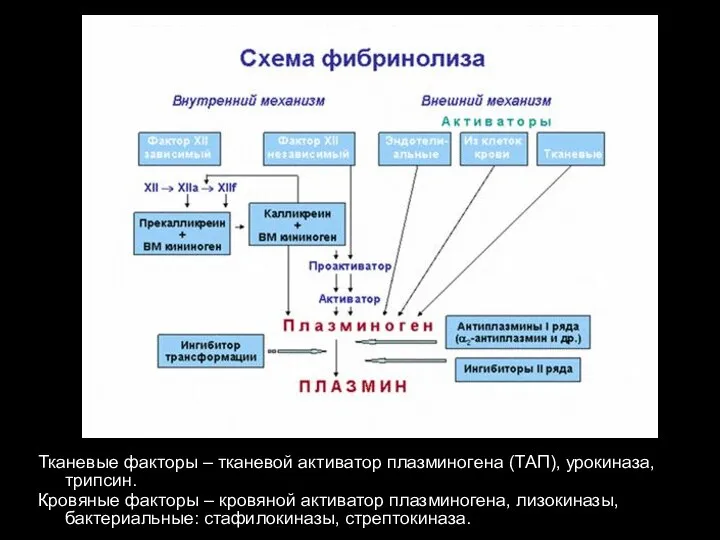 Тканевые факторы – тканевой активатор плазминогена (ТАП), урокиназа, трипсин. Кровяные факторы