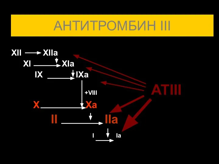 АНТИТРОМБИН III XII XIIa XI XIa IX IXa +VIII ATIII X Xa II IIa I Ia