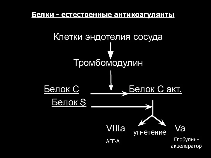 Клетки эндотелия сосуда Тромбомодулин Белок С Белок С акт. Белок S