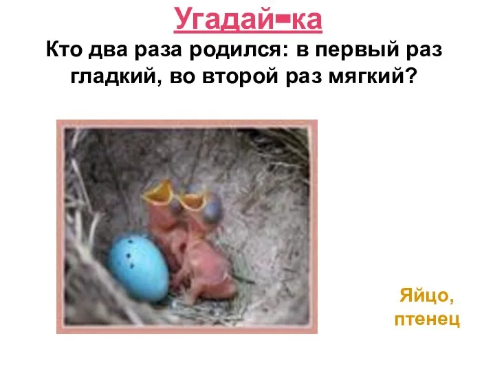 Кто два раза родился: в первый раз гладкий, во второй раз мягкий? Угадай-ка Яйцо, птенец