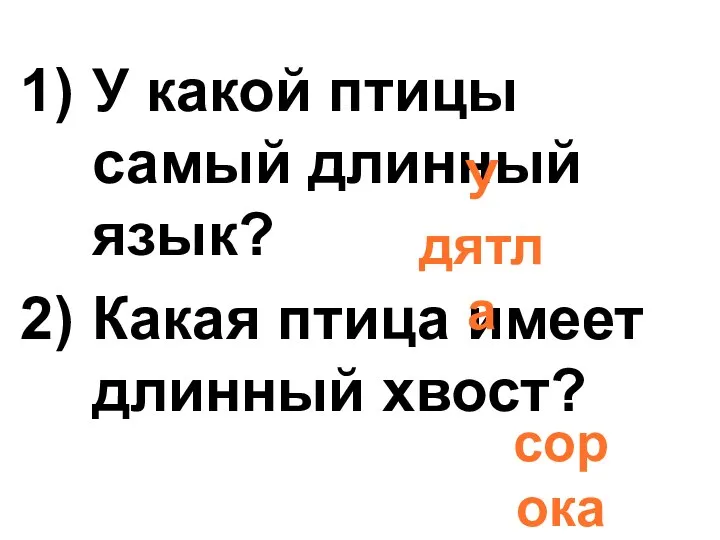 У какой птицы самый длинный язык? Какая птица имеет длинный хвост? У дятла сорока