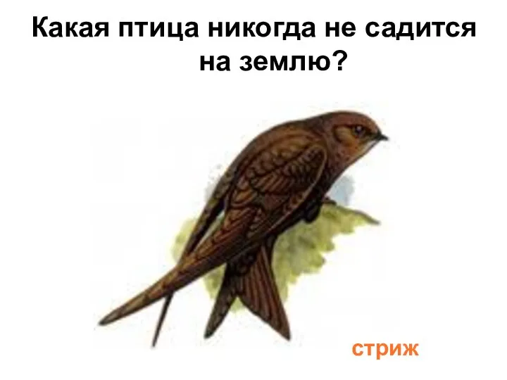 Какая птица никогда не садится на землю? стриж