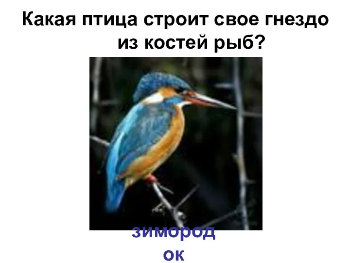 Какая птица строит свое гнездо из костей рыб? зимородок