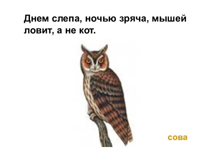 Днем слепа, ночью зряча, мышей ловит, а не кот. сова