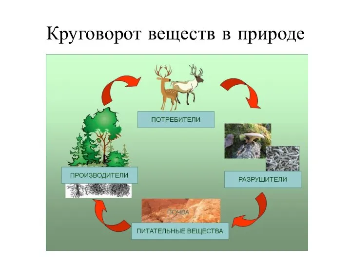 Круговорот веществ в природе