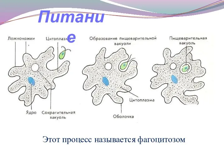 Этот процесс называется фагоцитозом Питание