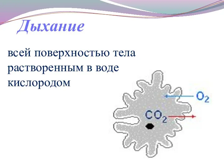 всей поверхностью тела растворенным в воде кислородом Дыхание