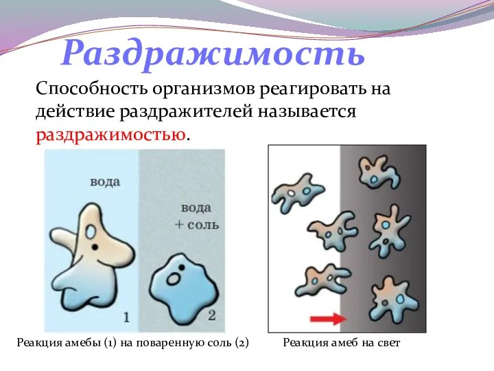 Реакция амебы (1) на поваренную соль (2) Реакция амеб на свет