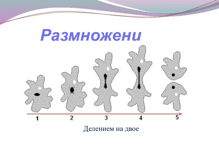 Делением на двое Размножение