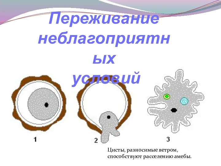 Переживание неблагоприятных условий Цисты, разносимые ветром, способствуют расселению амебы.