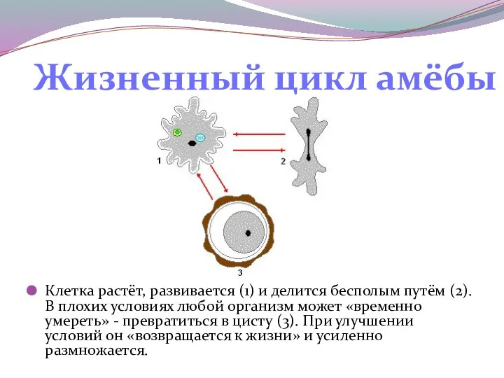 Клетка растёт, развивается (1) и делится бесполым путём (2). В плохих