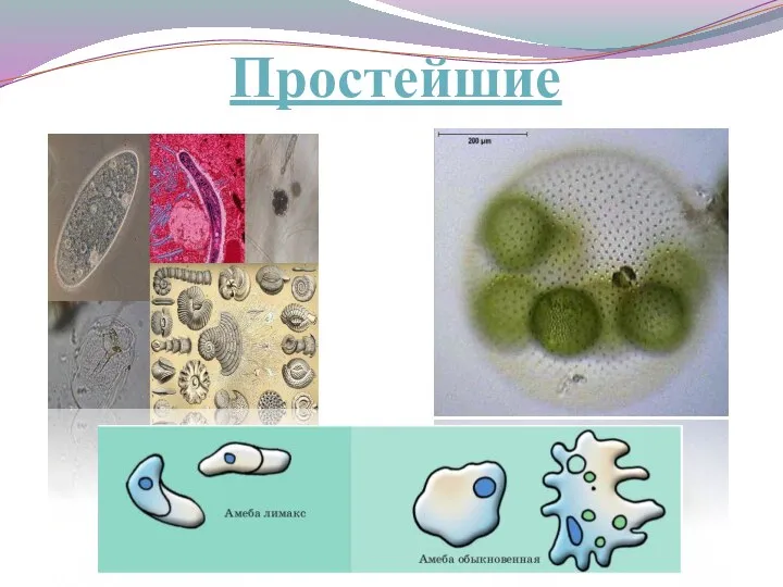 Простейшие