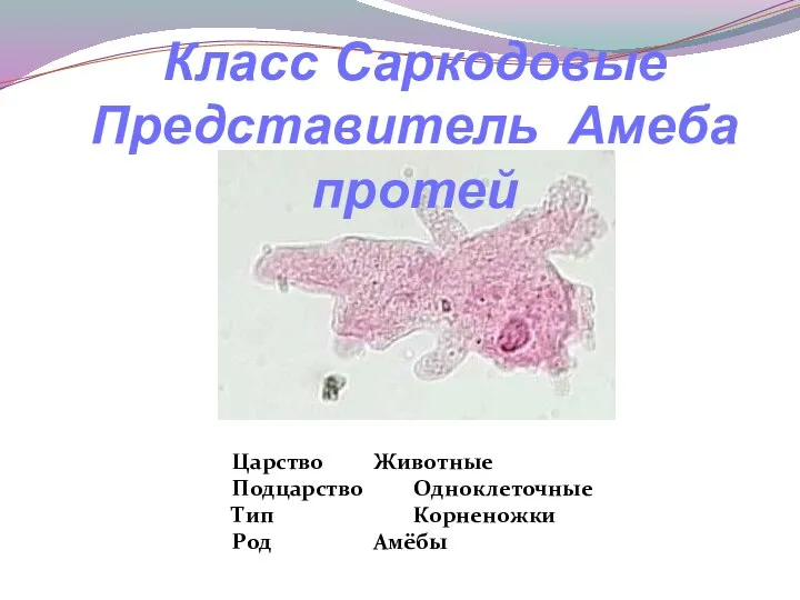 Класс Саркодовые Представитель Амеба протей Царство Животные Подцарство Одноклеточные Тип Корненожки Род Амёбы