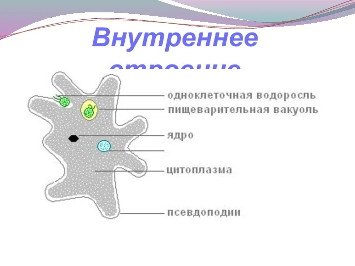 Внутреннее строение