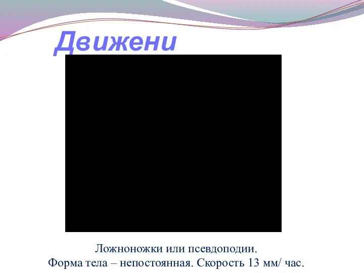 Ложноножки или псевдоподии. Форма тела – непостоянная. Скорость 13 мм/ час. Движение