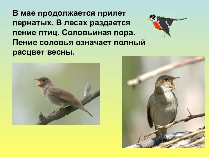 В мае продолжается прилет пернатых. В лесах раздается пение птиц. Соловьиная